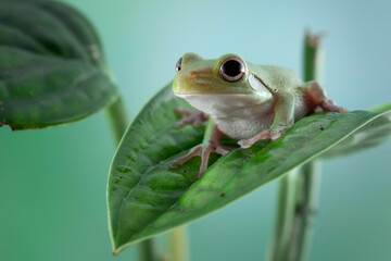 Obraz premium Juvenile White-lipped tree frog (Litoria infrafrenata) on green leaves, white-lipped tree frog (Litoria infrafrenata) closeup branch, Indonesian rainforest tree frog