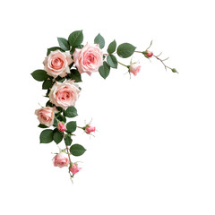 Elegant pink roses corner border floral design soft on transparent background