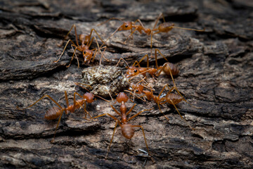 a group weaver ants are swarming around eating dead crickets on bark, agroup weaver ants closeup on bark