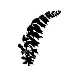 Silhouette of a detailed plant branch with leaves, isolated on white background.