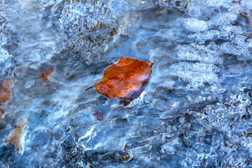 Amber leaf in an ice formation in Bolton Notch, Connecticut.