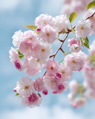 Fototapeta premium Delicate pink cherry blossoms blooming on a branch against a bright blue sky