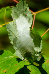 Cottony web of a fall webworm in Vernon, Connecticut.