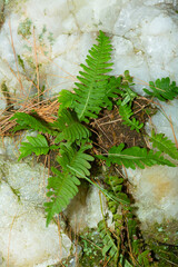 Polypody fern in a crevice of a quartz outcrop, Connecticut.