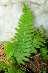 Closeup of a polypody fern on quartz rock in Connecticut.