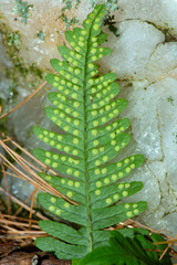 Closeup of the circular sori of a polypody fern, Connecticut.