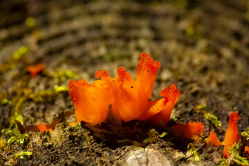 Orange stagshorn jelly fungus on tree stump in Vernon, Connecticut.