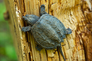 Closeup of a young snapping turtle in Vernon, Connecticut.