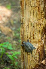 Young snapping turtle on a dead tree in Connecticut.