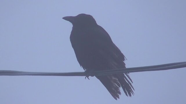 Carrion Crow (Corvus corone) Perched on a Wire in the Mist