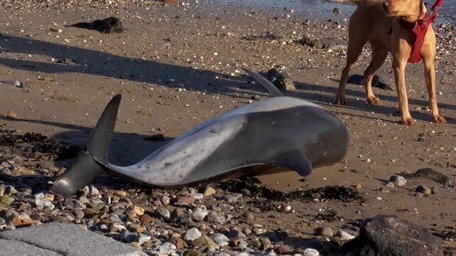 Short-beaked Common Dolphin (Delphinus delphis) Washed Up Dead On A Beach In U.K.