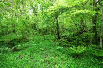 mossy rocks and old trees in wild spring forest