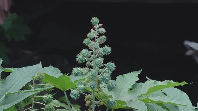 Castor, a plant used to make oil