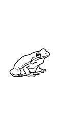 frog on white background