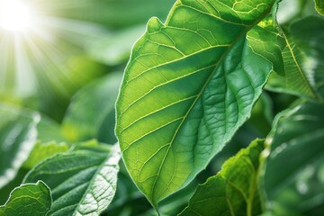 A vibrant green leaf is illuminated by the suns radiant light, showcasing the intricate details of its veins and texture in a natural setting