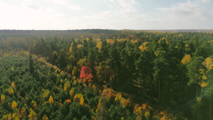 Drone view of vibrant autumn forest landscape