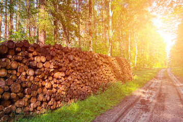 Stacked logs in forest waiting for transport