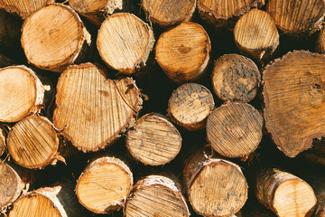 Natural woodpile surrounded by tall trees