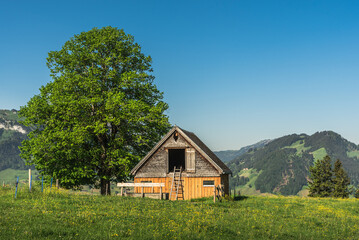 Obraz premium Rustic wooden hut on a green meadow with a large tree under a bright blue sky, Appenzellerland, Canton Appenzell Innerrhoden, Switzerland