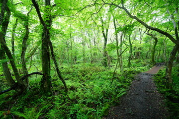 refreshing spring path through old trees