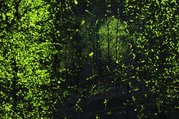 twinkling world of fireflies