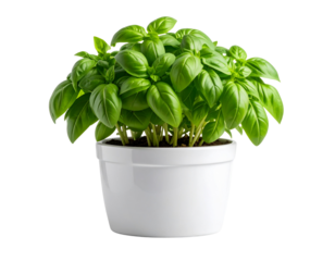  Minimal Basil Herb Plant in Modern White Pot, Isolated Cutout PNG