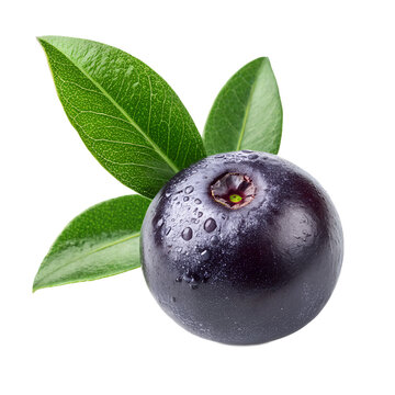 Single Acai Berry with Green Leaves, on Black Background