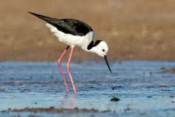 Pied Stilt with Upright Posture and Long Legs (Himantopus leucocephalus)
