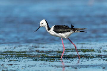 Pied Stilt Walking Gracefully Through Tidal Mudflat (Himantopus leucocephalus)