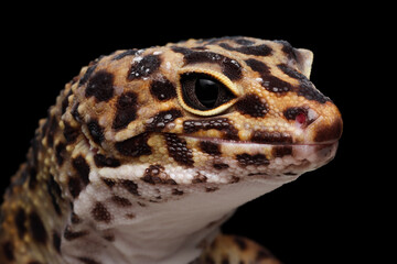 Leaopard gecko closeup head isolated on black background, Leaopard gecko front view. closeup gecko...