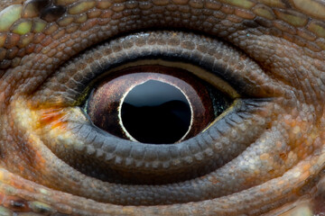 Hypsilurus Magnus forest dragon lizard closeup eyes, Detail eyes Hypsilurus Magnus forest dragon lizard 