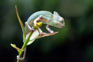Baby High Pied veiled chameleon on branch, Baby High Pied veiled chameleon closeup on green leaves, Baby High Pied veiled chameleon closeup on natural background © kuritafsheen