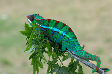 Beautiful of chameleon panther, chameleon panther on branch, chameleon panther closeup