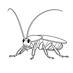 Cockroach illustration vector style coloring page