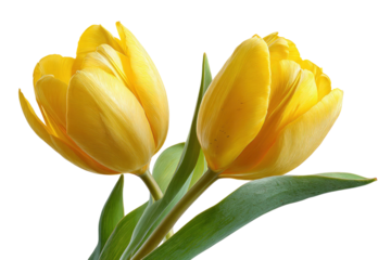Two Yellow Tulip Flowers Close Up on Transparent Background