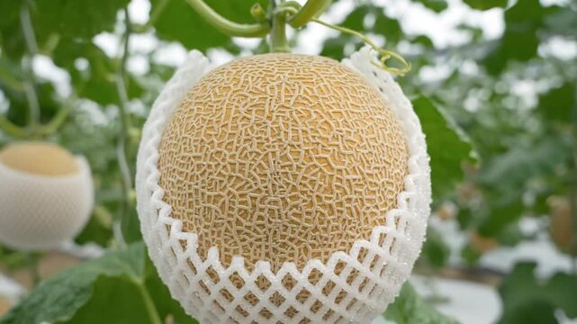 Close-up of Yubari Melon