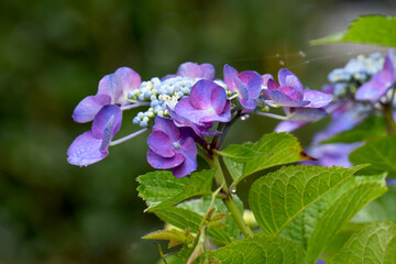 あじさいの花