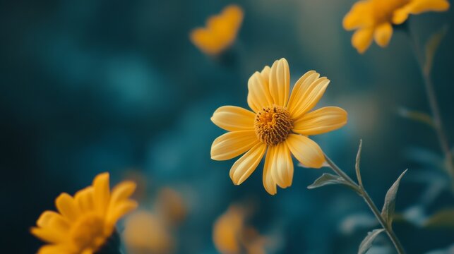 A single yellow daisy in focus, with others blurred in the background, against a teal backdrop.