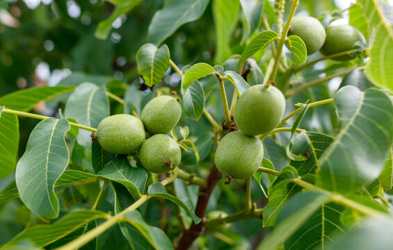 A tree with green leaves and nuts