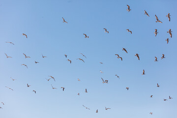 A flock of birds flying in the sky
