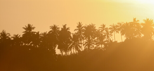 A beautiful sunset over a palm tree forest
