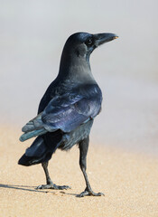 A black bird is standing on the sand, looking to the right