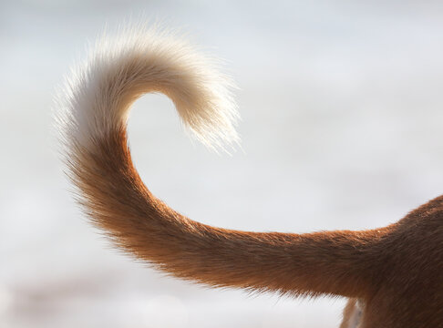 A dog's tail is curled up in a heart shape