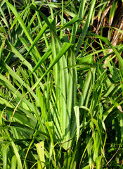 A tall green plant with many leaves