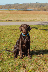 Chocolate Labrador Puppy