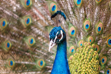 Obraz premium A blue and green peacock with a blue head and yellow tail feathers