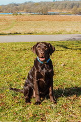 Chocolate Labrador Puppy in the Park