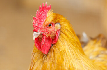 A chicken with a red beak and red comb