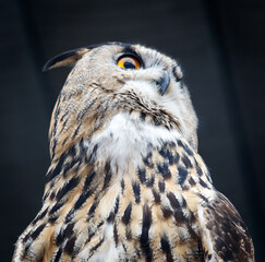 A large owl with yellow eyes is staring at the camera