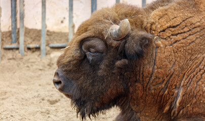 Fototapeta premium A brown buffalo with a white eye is laying down in a dirt pen